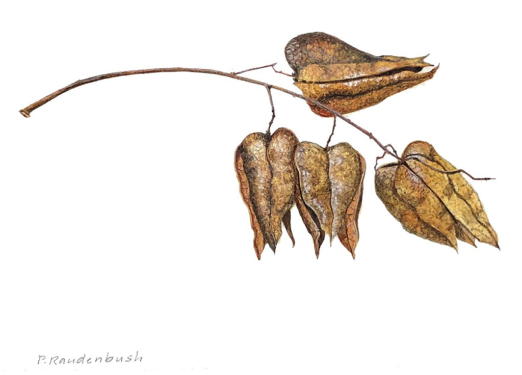 “Kenmore Golden Rain Tree” by Paula Raudenbush LibertyTown Arts