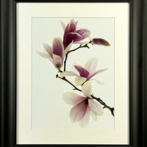 “Blooming Magnolia” By Jennifer Heinz