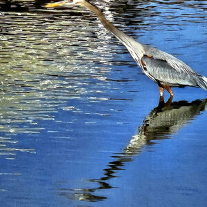 “True Blue” by Robert Ledman