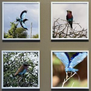 “Chasing the Lilac Breasted Roller” by Kareen Canora