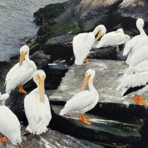 “White Pelicans” by Robert Ledman